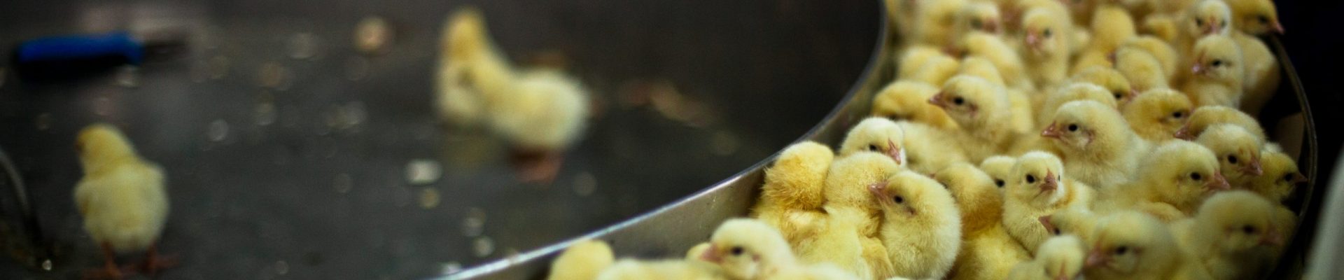 Tu știi ce se întâmplă cu puișorii masculi din industria ouălor?