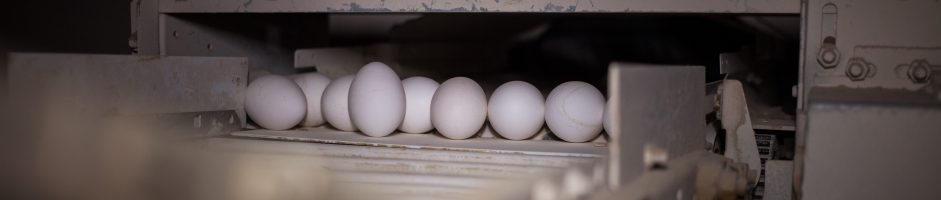 Tehnologii alternative în industria ouălor
