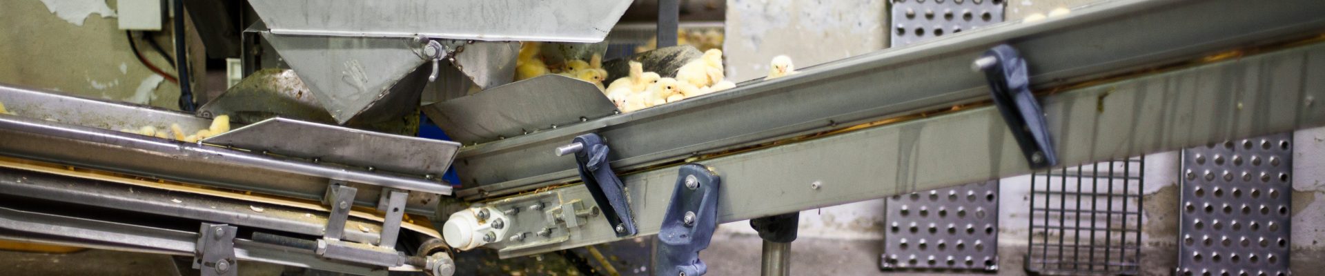 Țări care continuă să facă progrese pentru bunăstarea animalelor